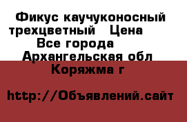 Фикус каучуконосный трехцветный › Цена ­ 500 - Все города  »    . Архангельская обл.,Коряжма г.